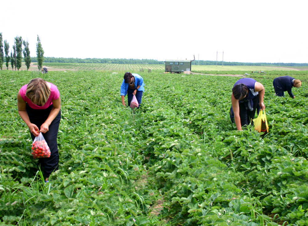 zbieranie trukawek na plantacji przez pracowników